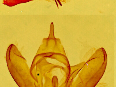 genitalia view of adult Bruceia sp.