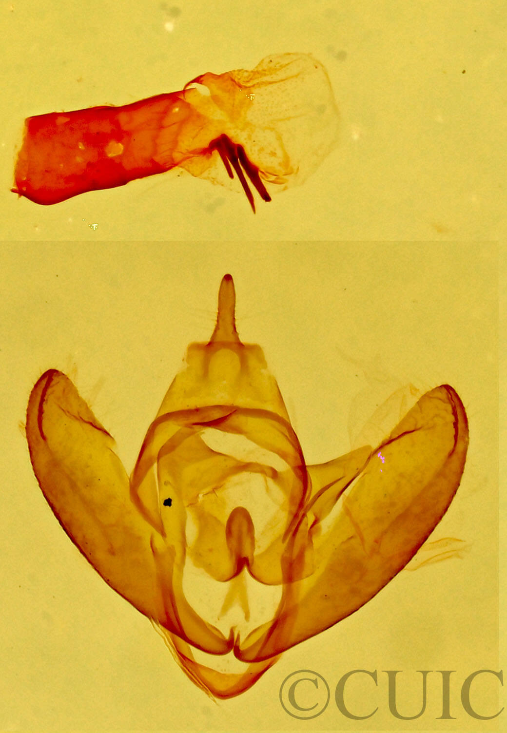genitalia view of adult Bruceia sp.