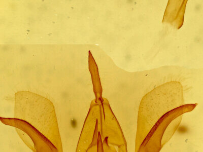 genitalia view of adult Crambidia sp.