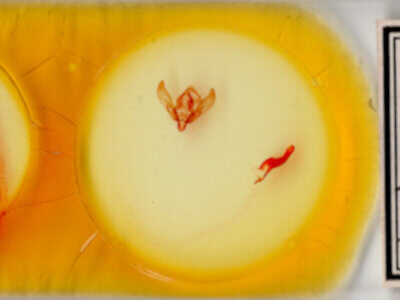 slide view of adult Agrotis sp.