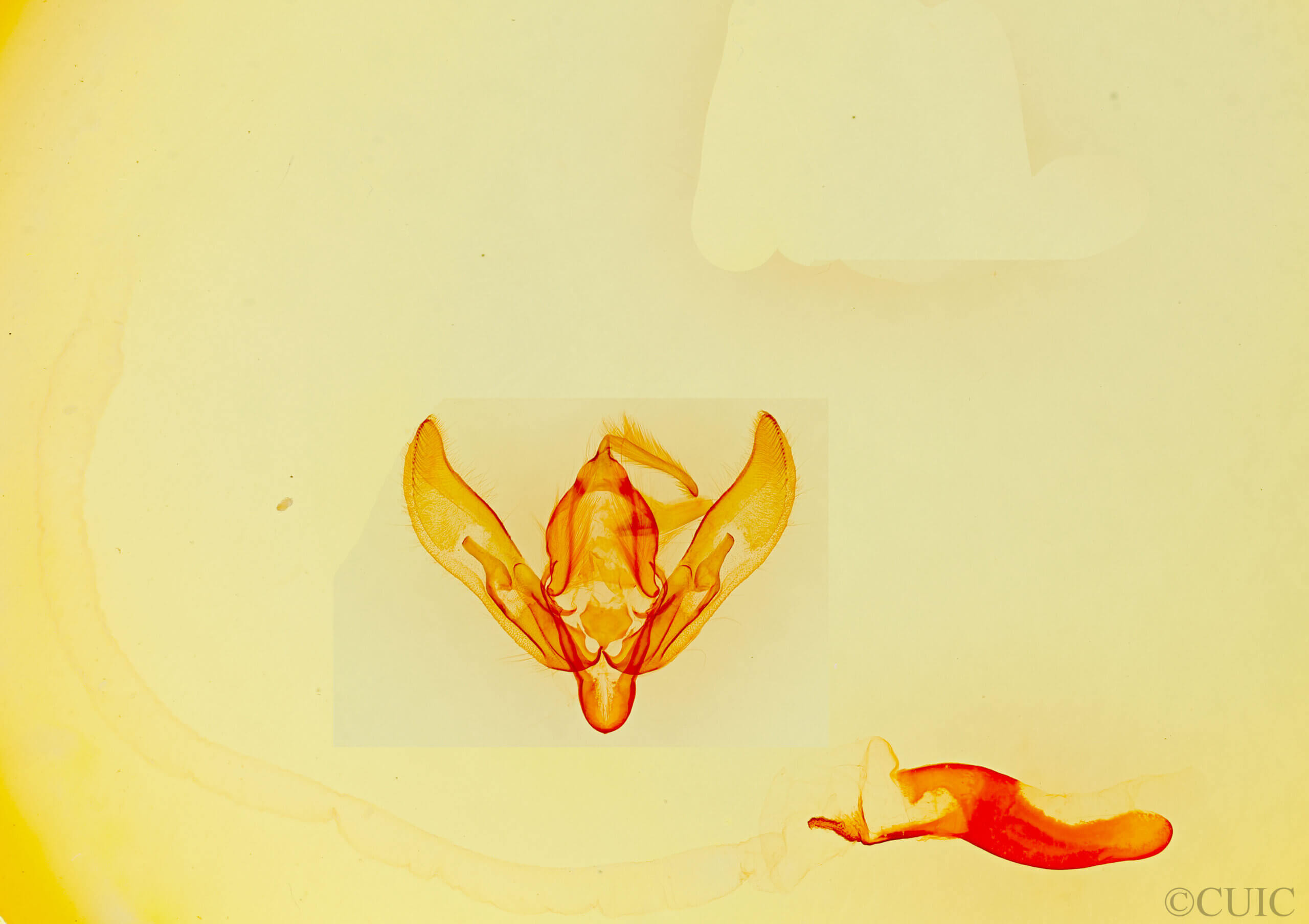 genitalia view of adult Agrotis sp.