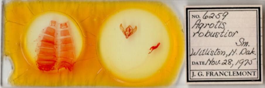 slide view of adult Agrotis sp.