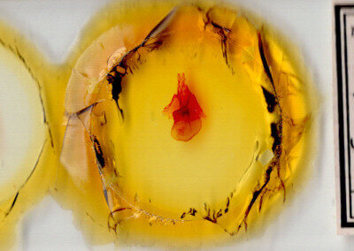 slide view of adult Orthodes furtiva