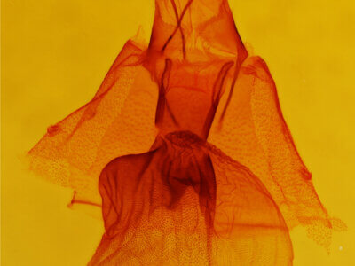 genitalia view of adult Orthodes furtiva