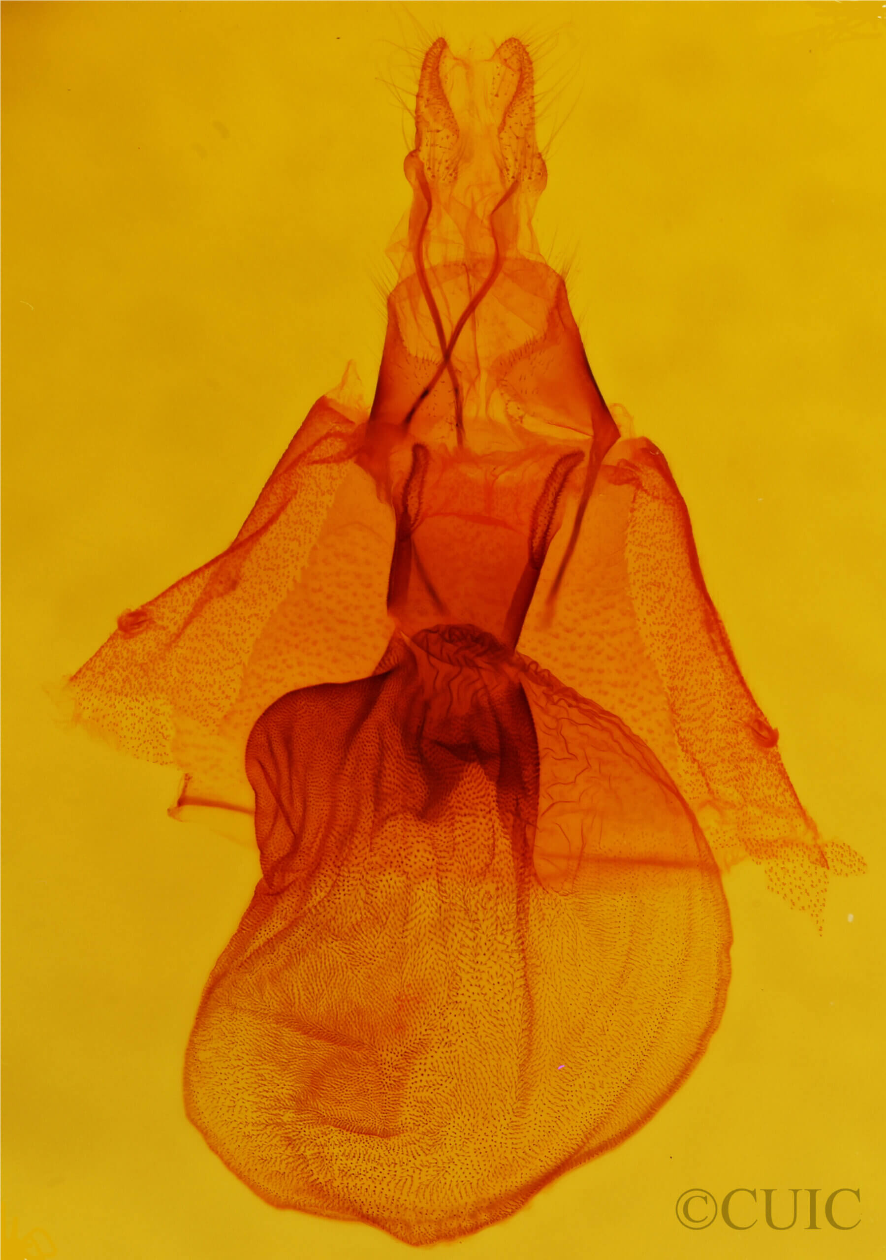 genitalia view of adult Orthodes furtiva