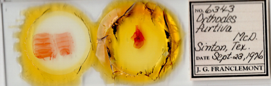 slide view of adult Orthodes furtiva