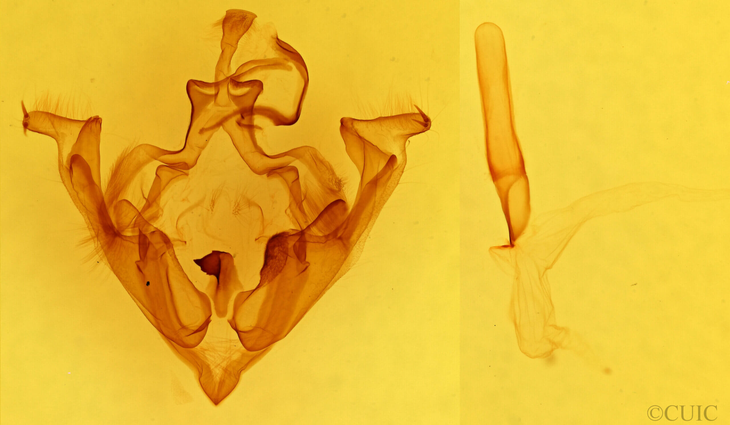 genitalia view of adult Discestra sp.