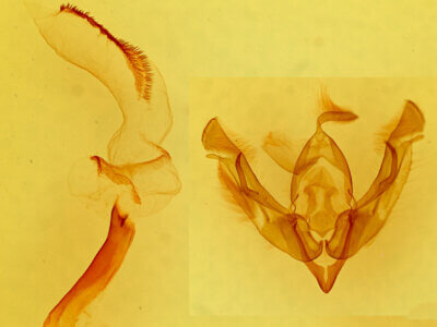 genitalia view of adult Lasionycta promulsa?