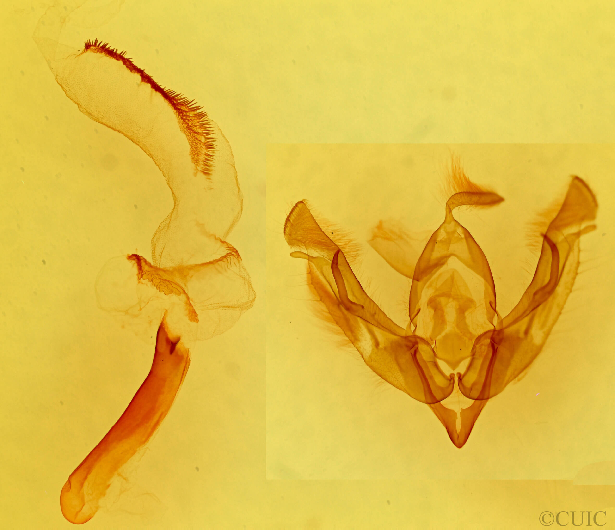 genitalia view of adult Lasionycta promulsa?