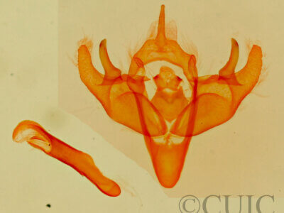 genitalia view of adult Cryphia sarepta