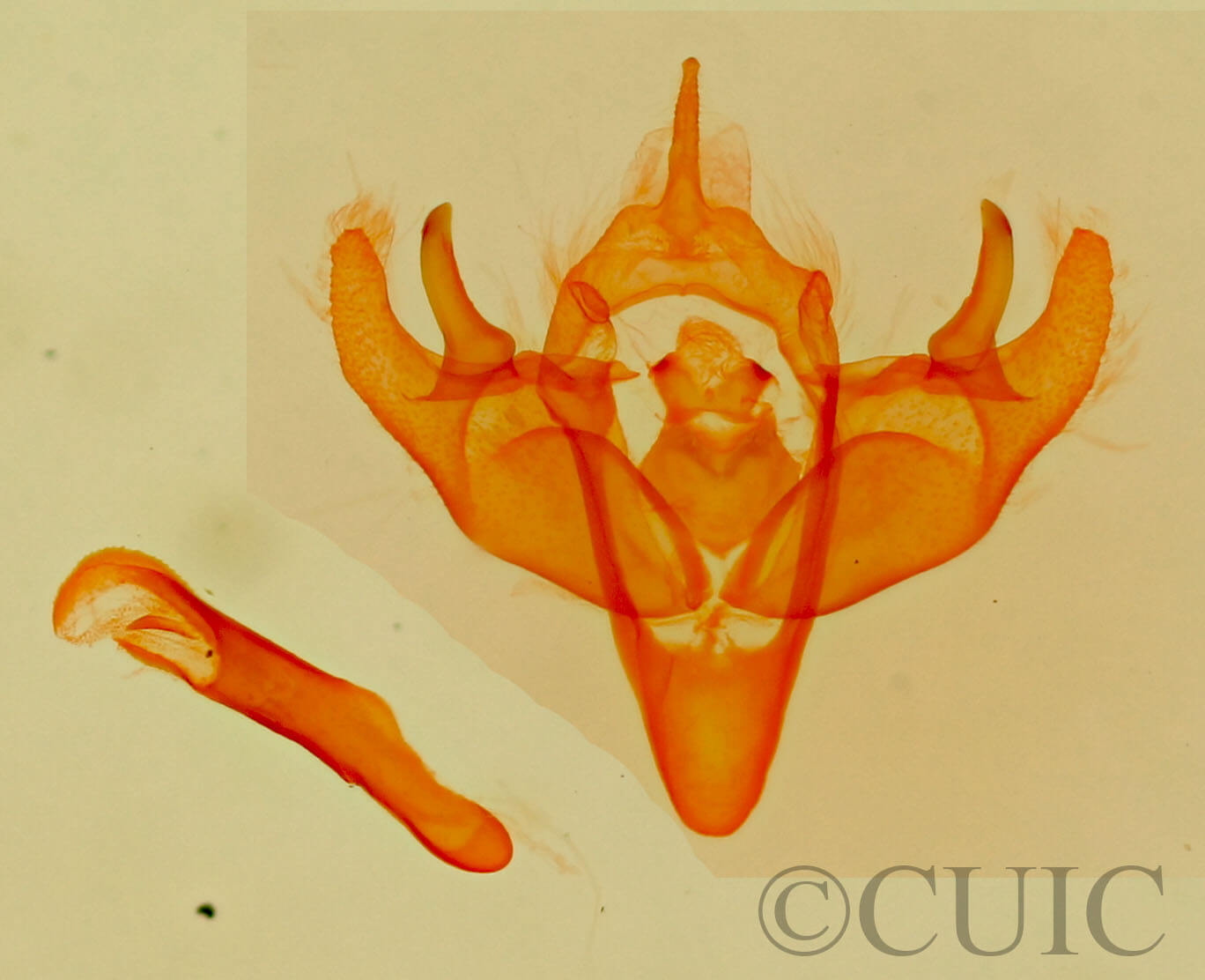 genitalia view of adult Cryphia sarepta