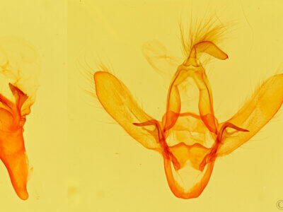 genitalia view of adult Azeta sp.