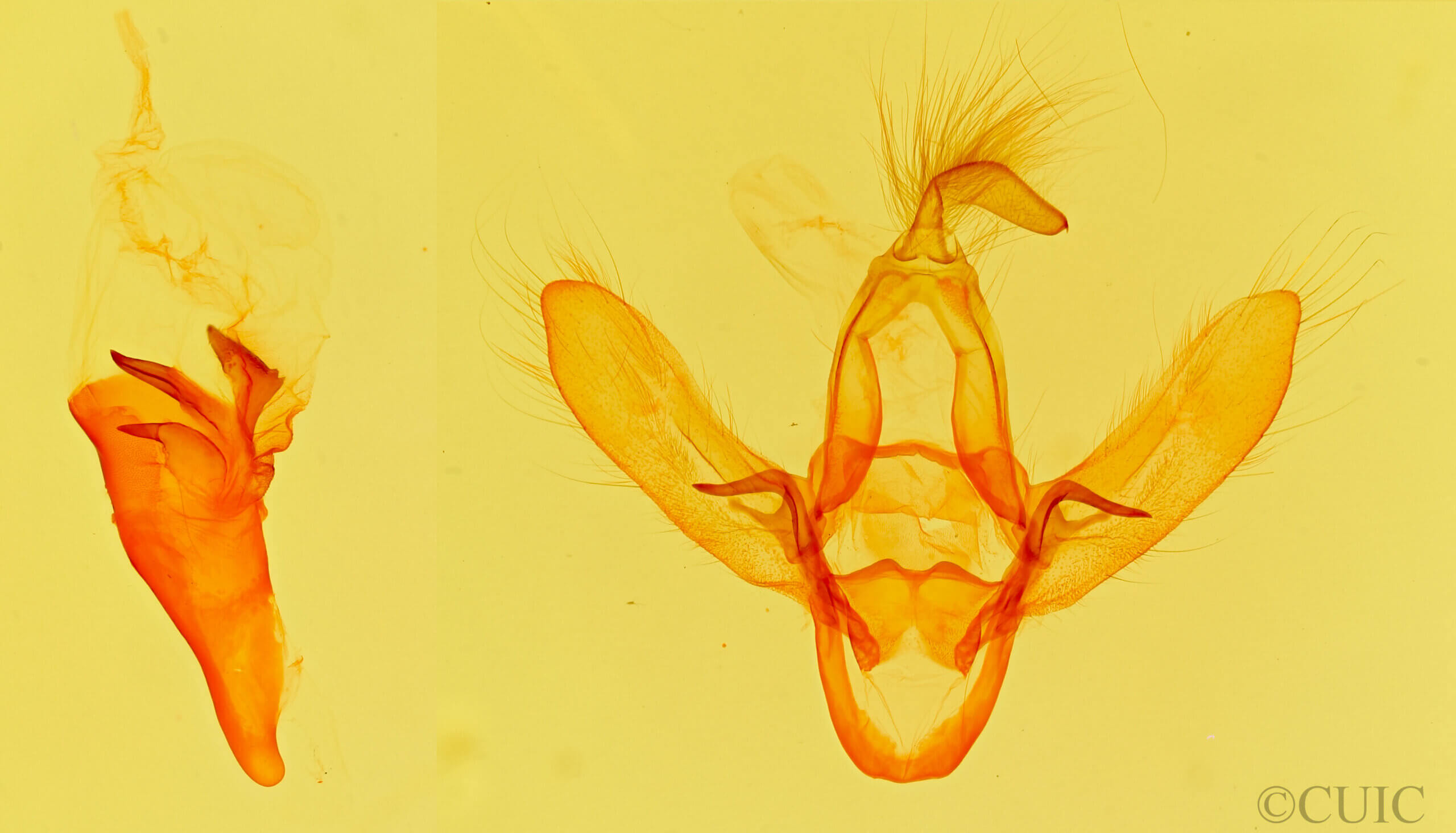 genitalia view of adult Azeta sp.