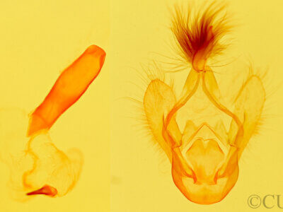 genitalia view of adult Azeta sp.