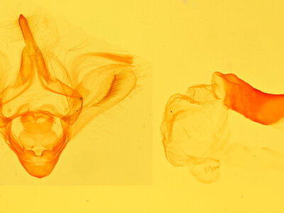 genitalia view of adult Anticarsia sp.