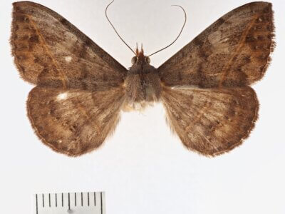 dorsal view of adult Anticarsia sp.