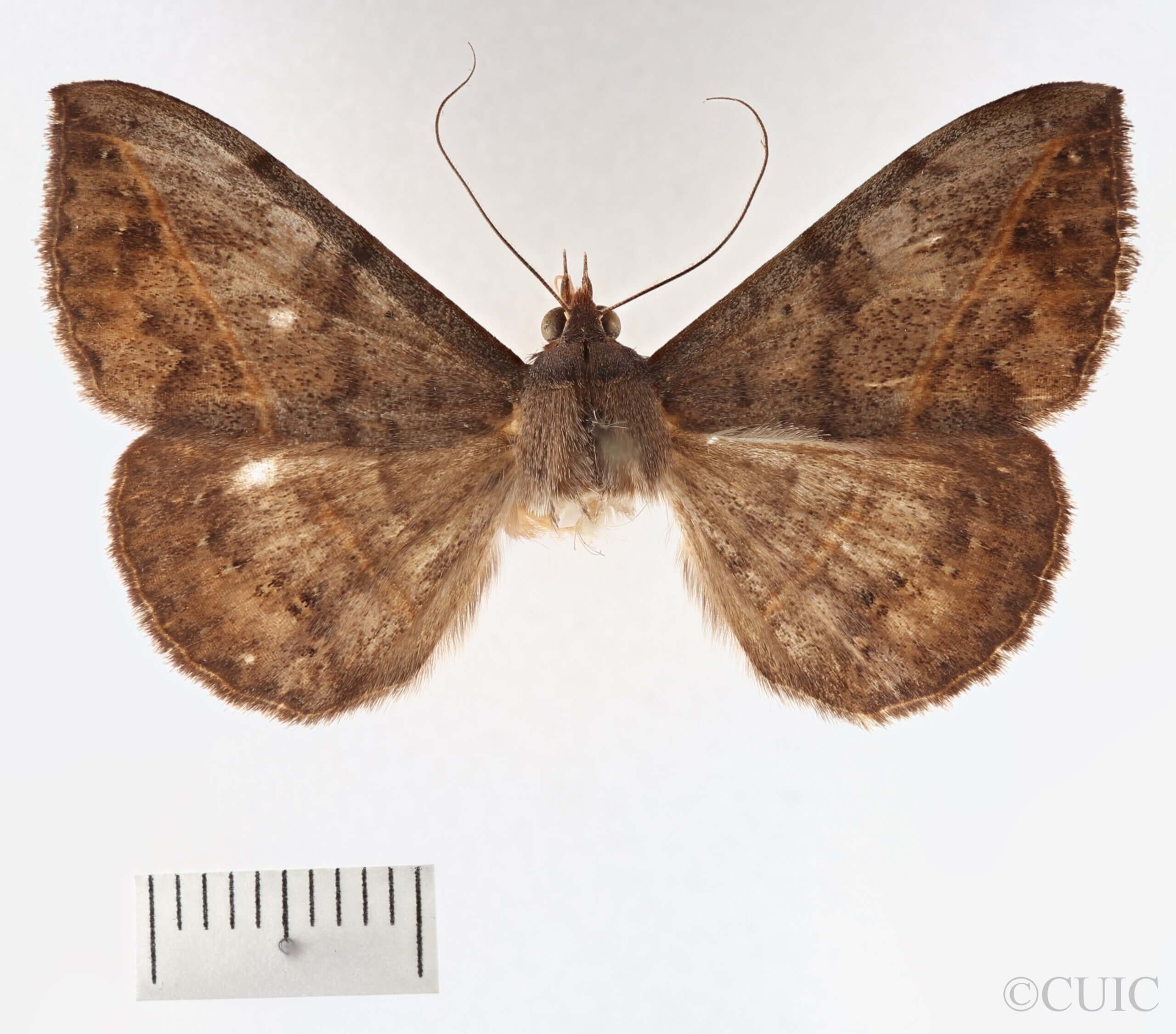 dorsal view of adult Anticarsia sp.