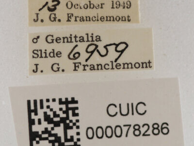 label view of adult Anticarsia sp.