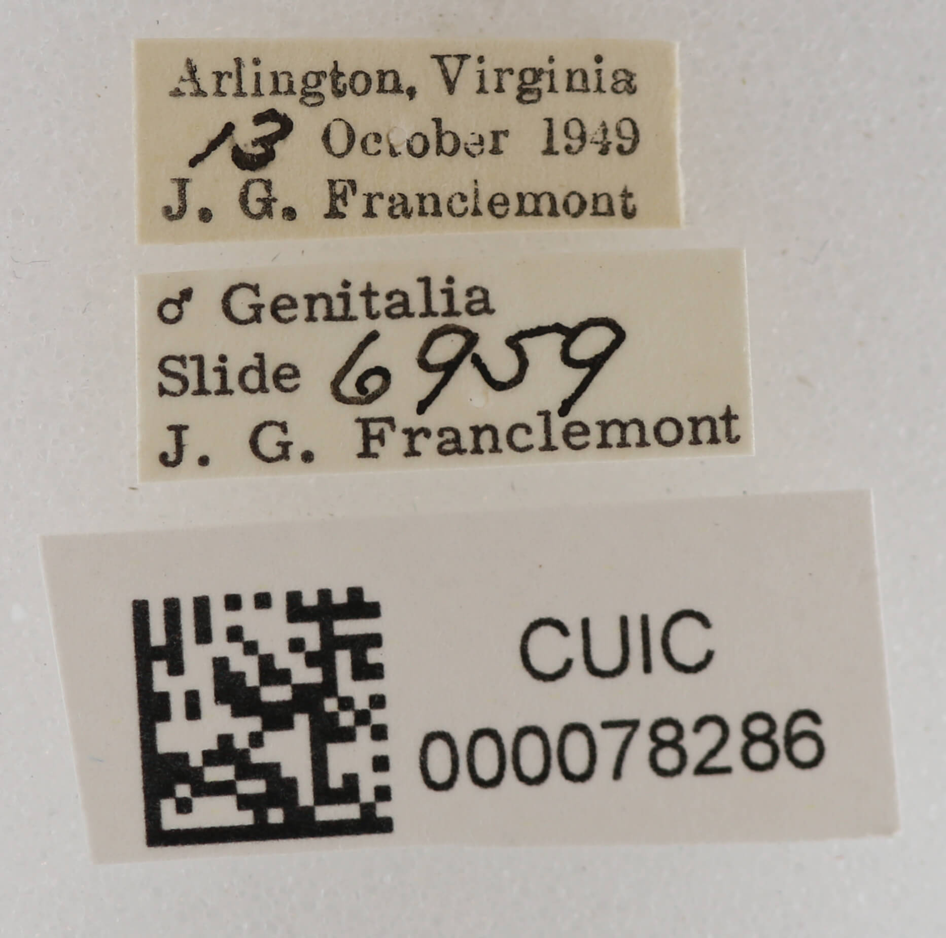 label view of adult Anticarsia sp.