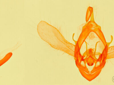 genitalia view of adult Metallata absumens