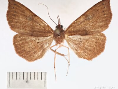 dorsal view of adult Metallata absumens