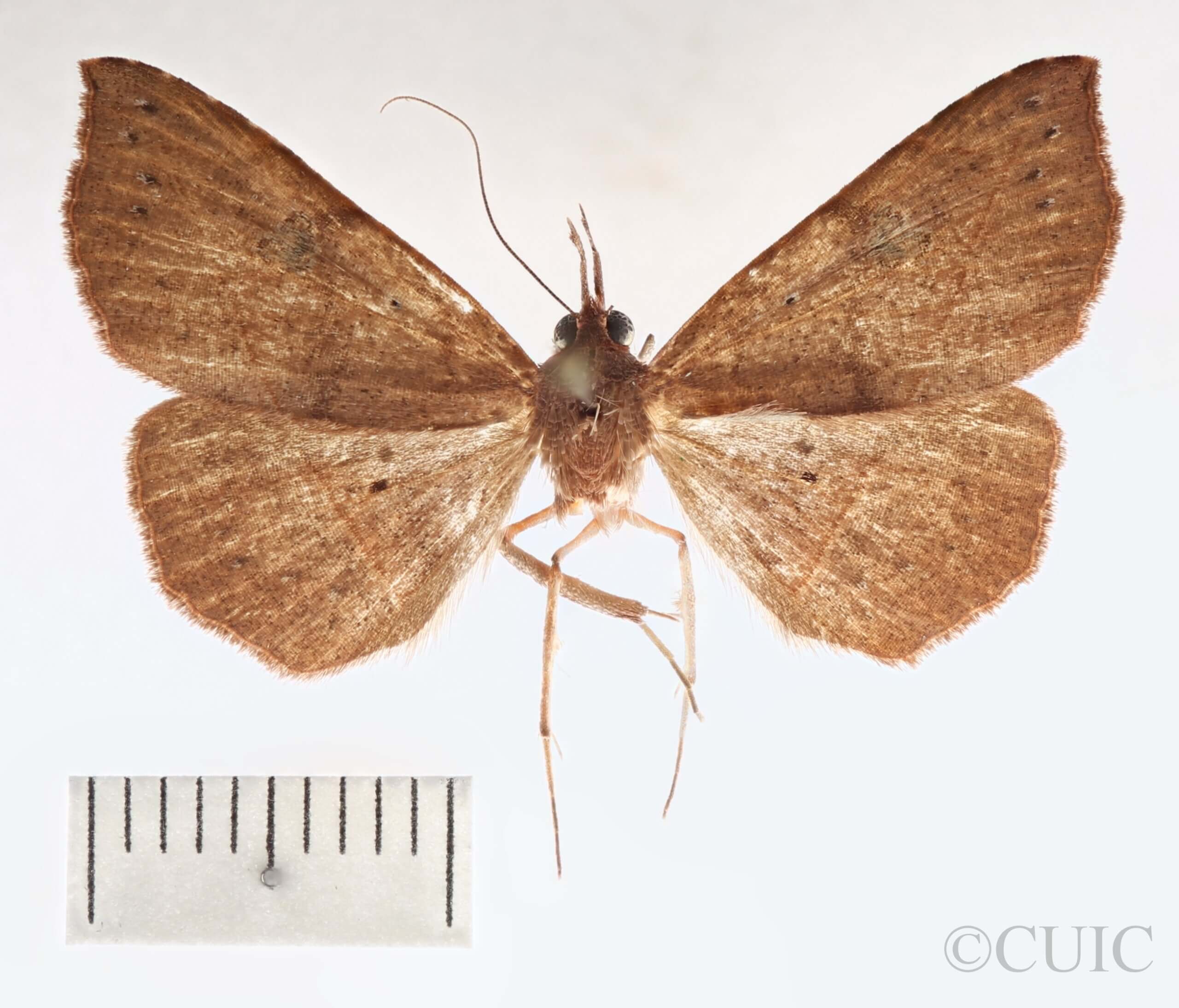 dorsal view of adult Metallata absumens