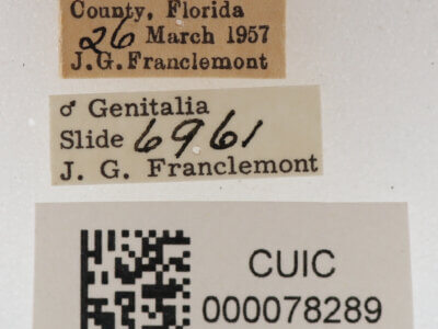 label view of adult Metallata absumens