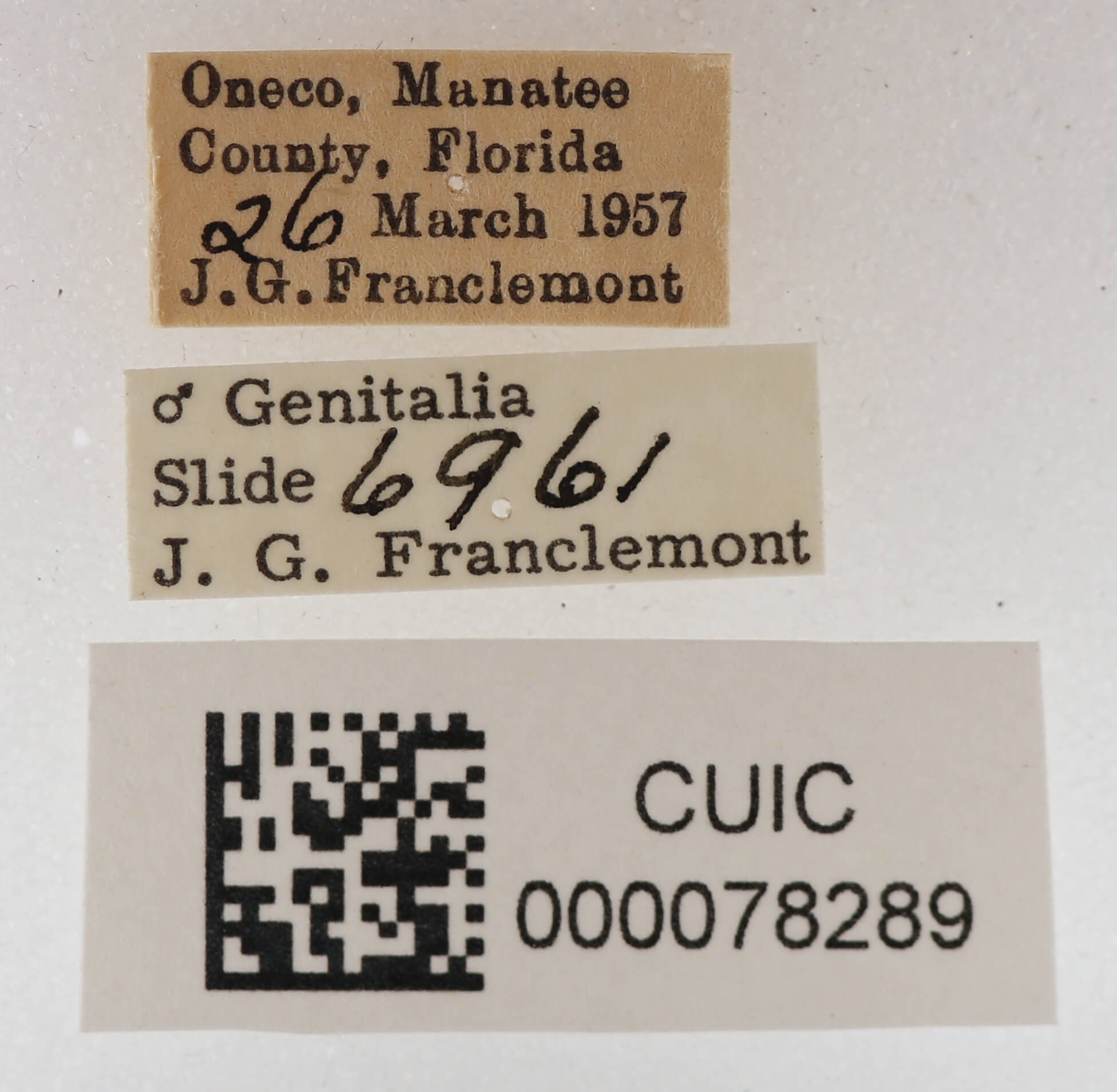 label view of adult Metallata absumens