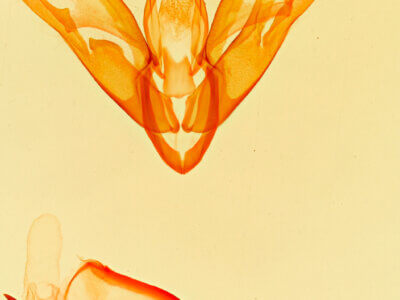 genitalia view of adult Acontia albifusa