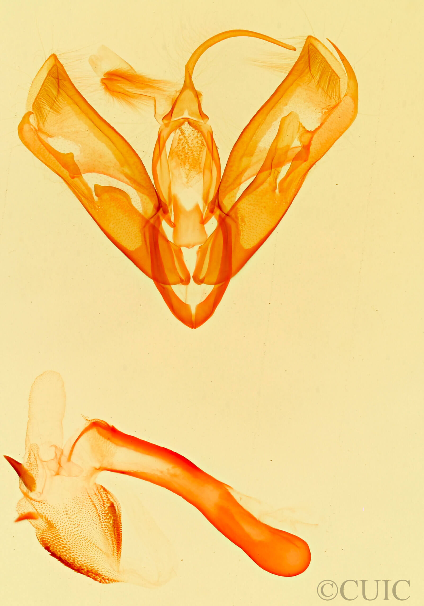 genitalia view of adult Acontia albifusa