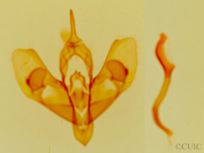 genitalia view of adult Xerociris wilsonii