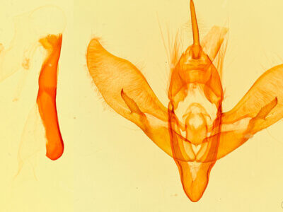 genitalia view of adult Gerrodes minatea