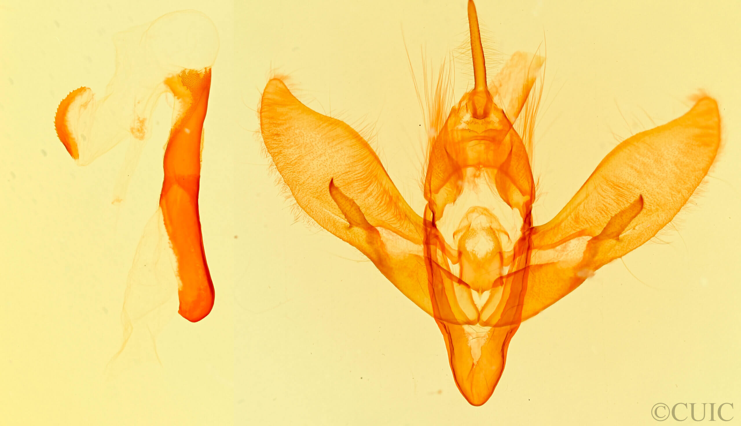 genitalia view of adult Gerrodes minatea