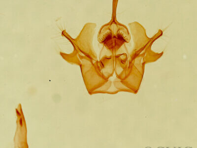 genitalia view of adult Neoplynes eudora