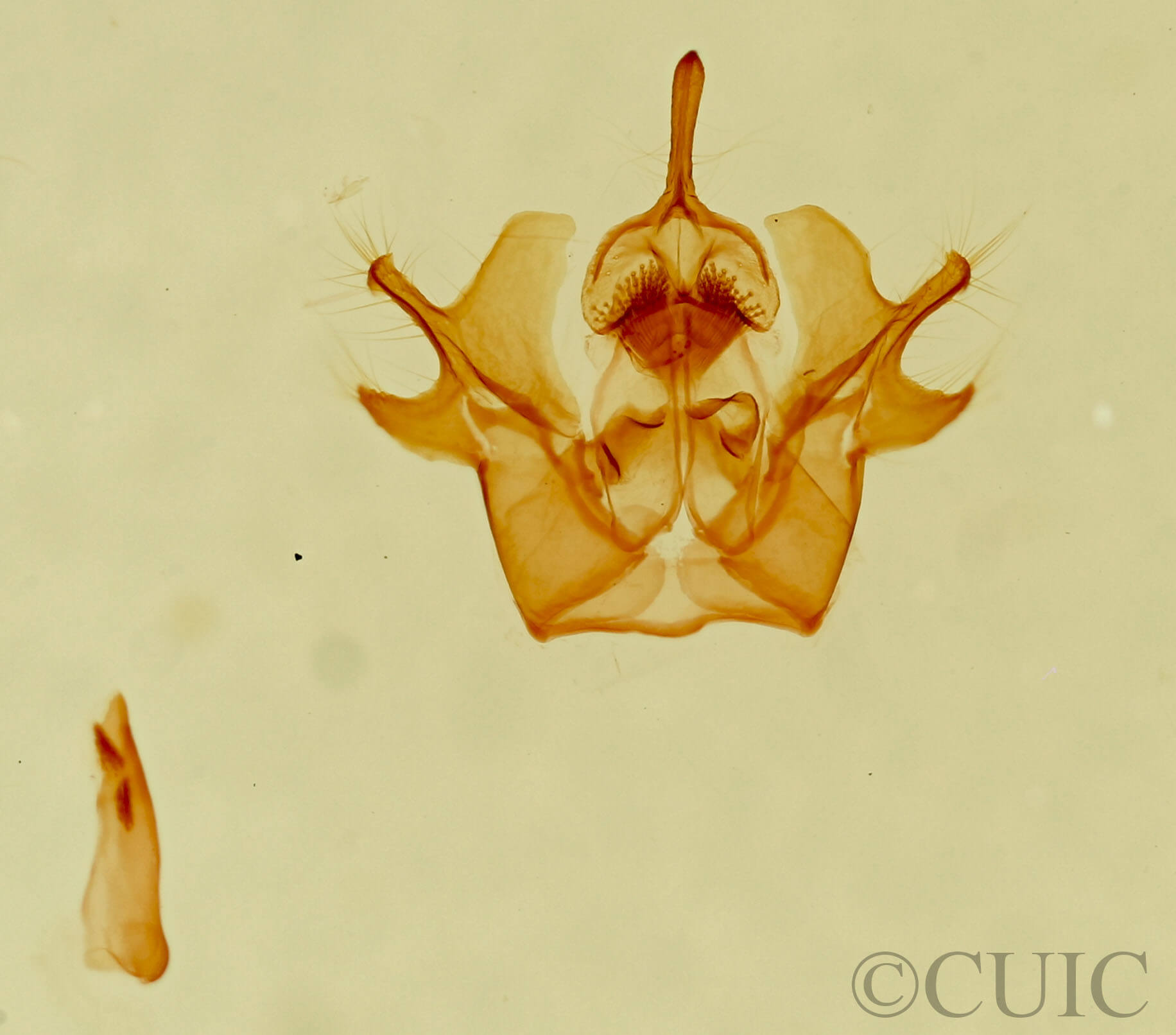 genitalia view of adult Neoplynes eudora