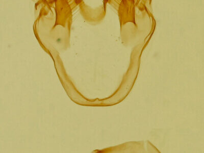 genitalia view of adult Pagara simplex