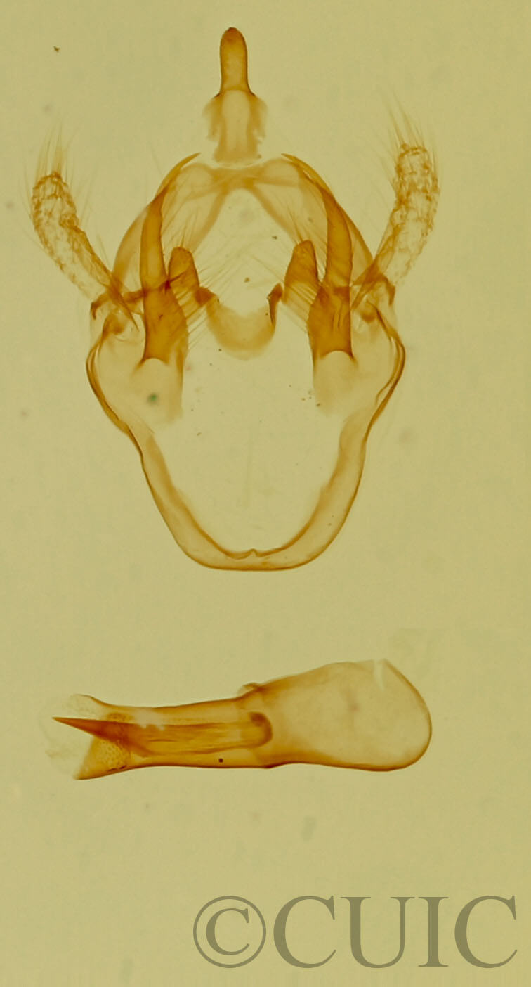 genitalia view of adult Pagara simplex