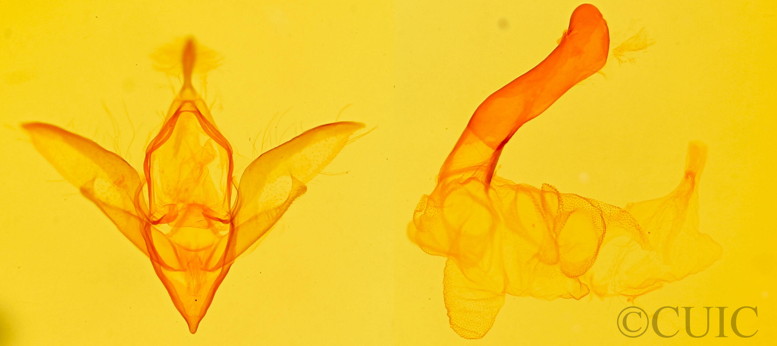 genitalia view of adult Idia laurenti