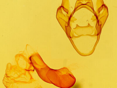 genitalia view of adult Apantesis nevadensis geneura