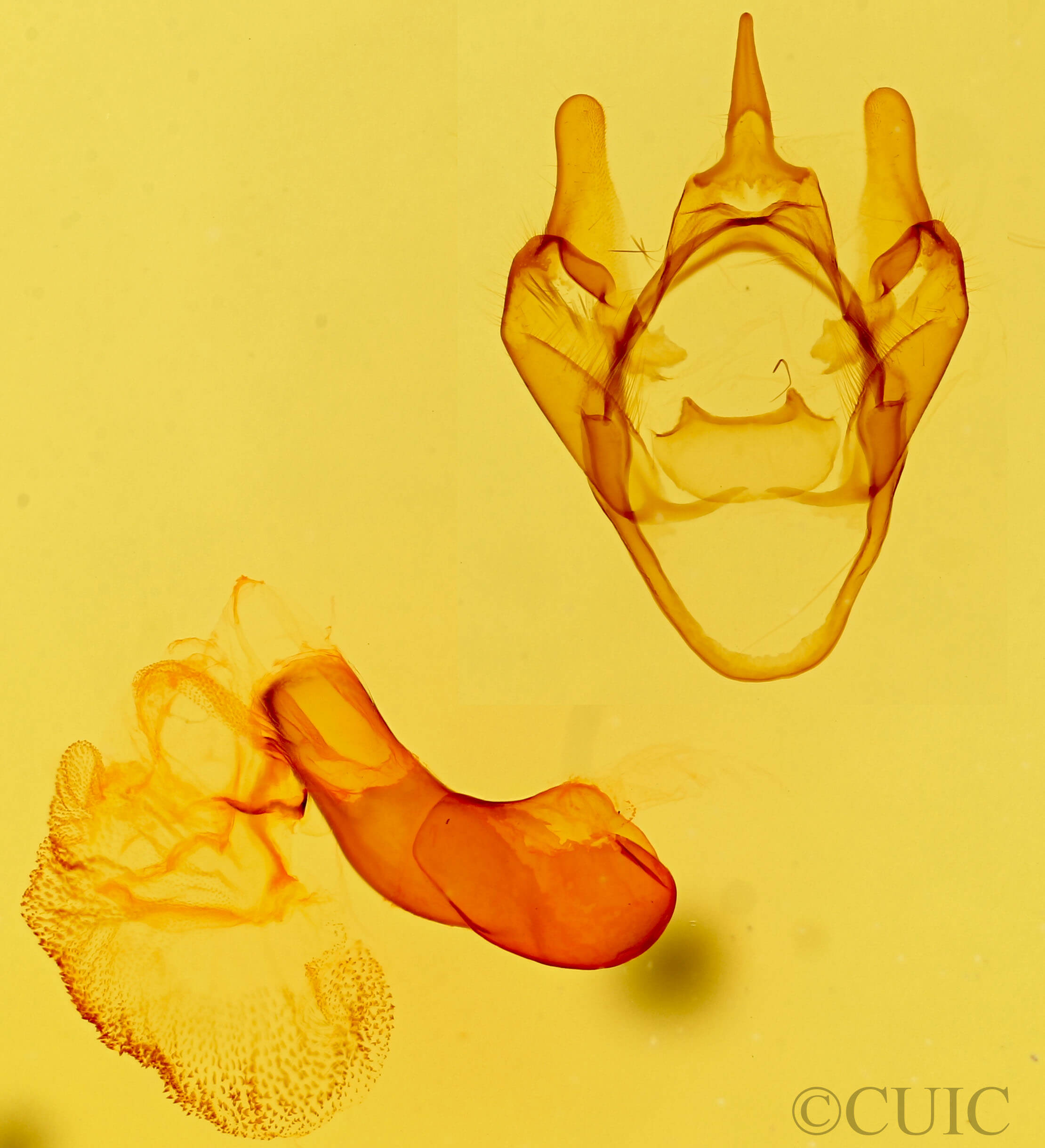 genitalia view of adult Apantesis nevadensis geneura