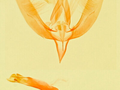 genitalia view of adult Cobubatha sp.