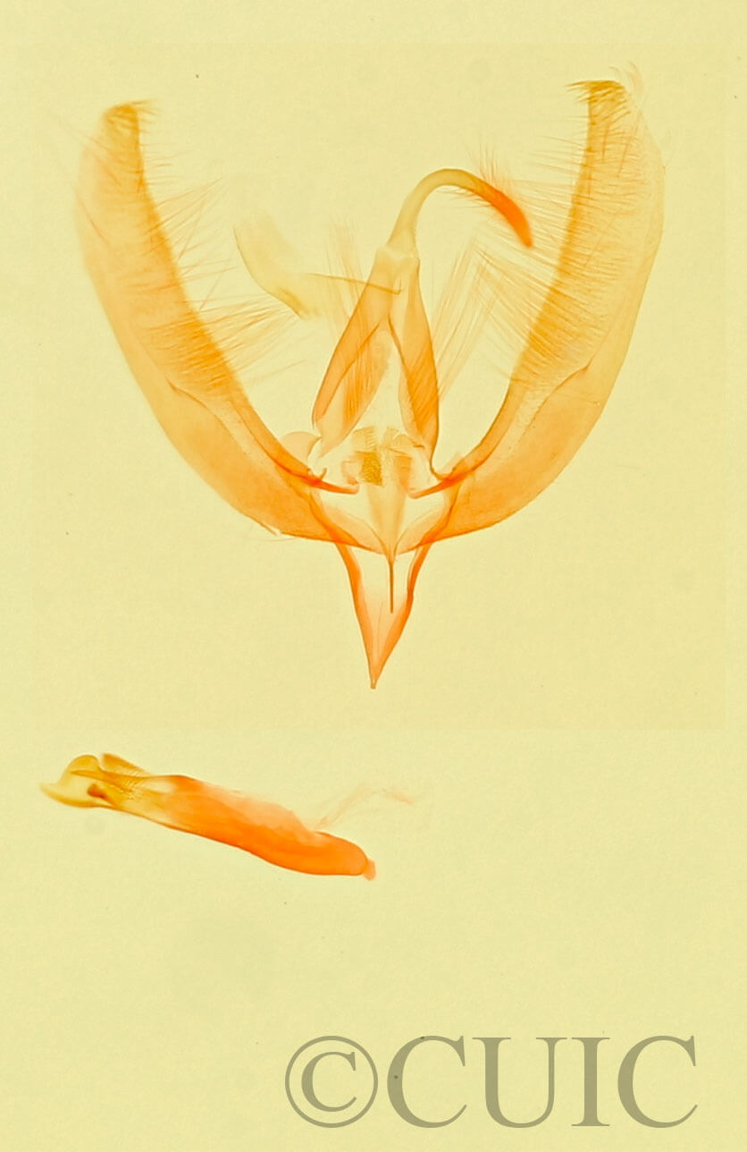 genitalia view of adult Cobubatha sp.