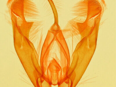 genitalia view of adult Cobubatha sp.