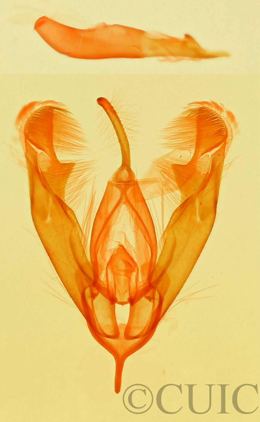 genitalia view of adult Cobubatha sp.