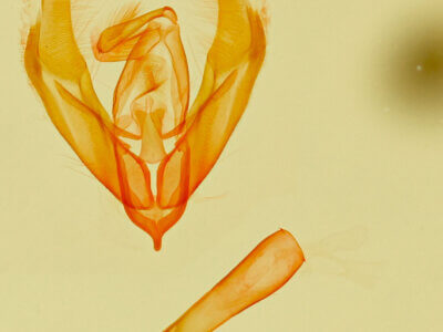 genitalia view of adult Cobubatha sp.