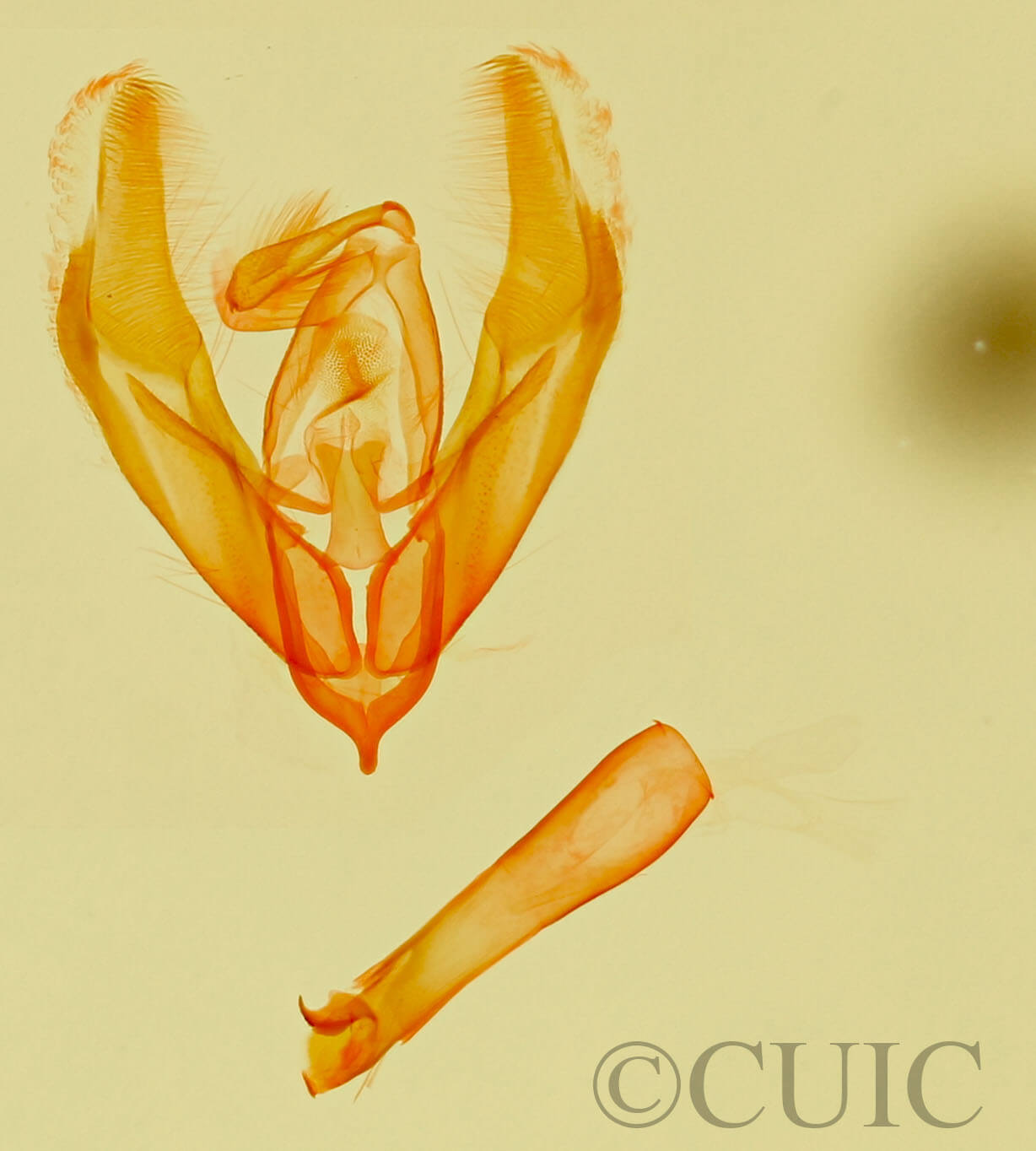 genitalia view of adult Cobubatha sp.