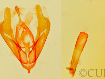 genitalia view of adult Cobubatha sp.
