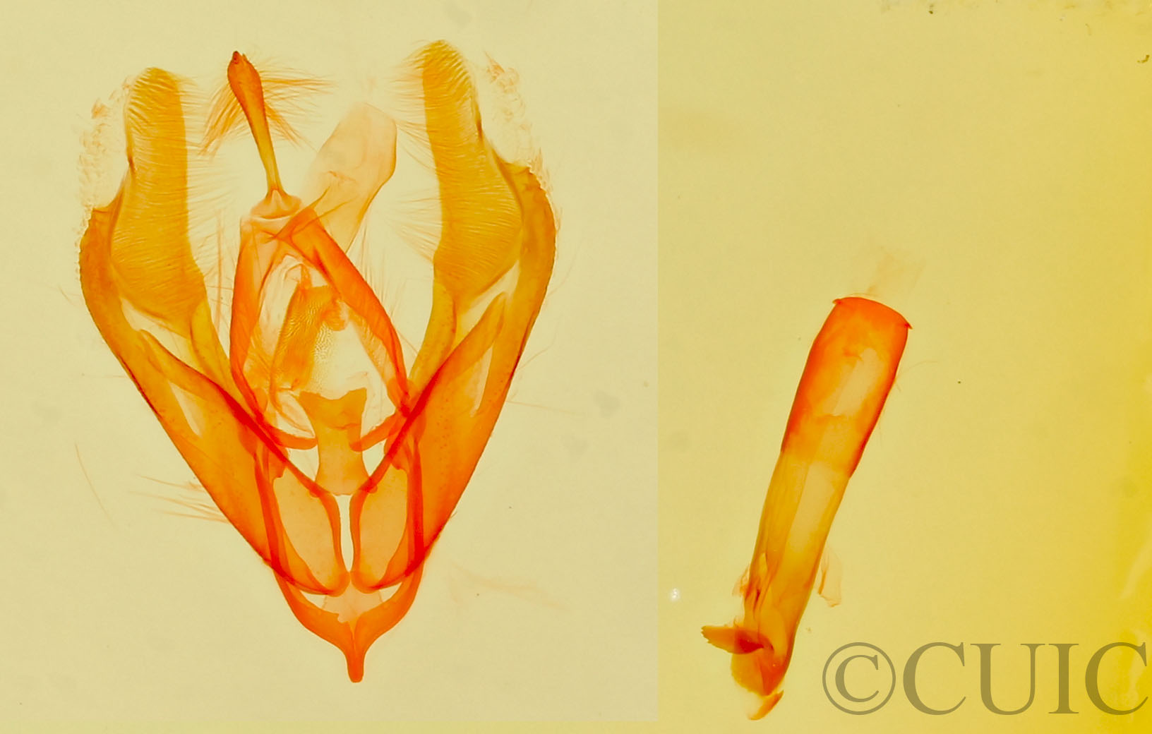 genitalia view of adult Cobubatha sp.