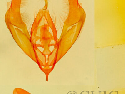 genitalia view of adult Cobubatha sp.