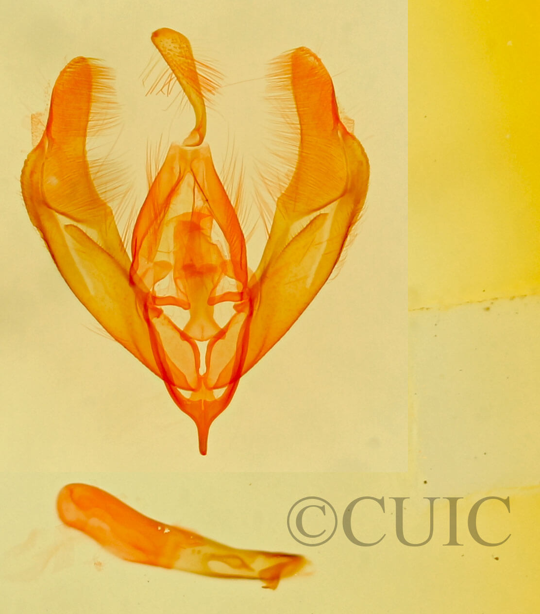 genitalia view of adult Cobubatha sp.